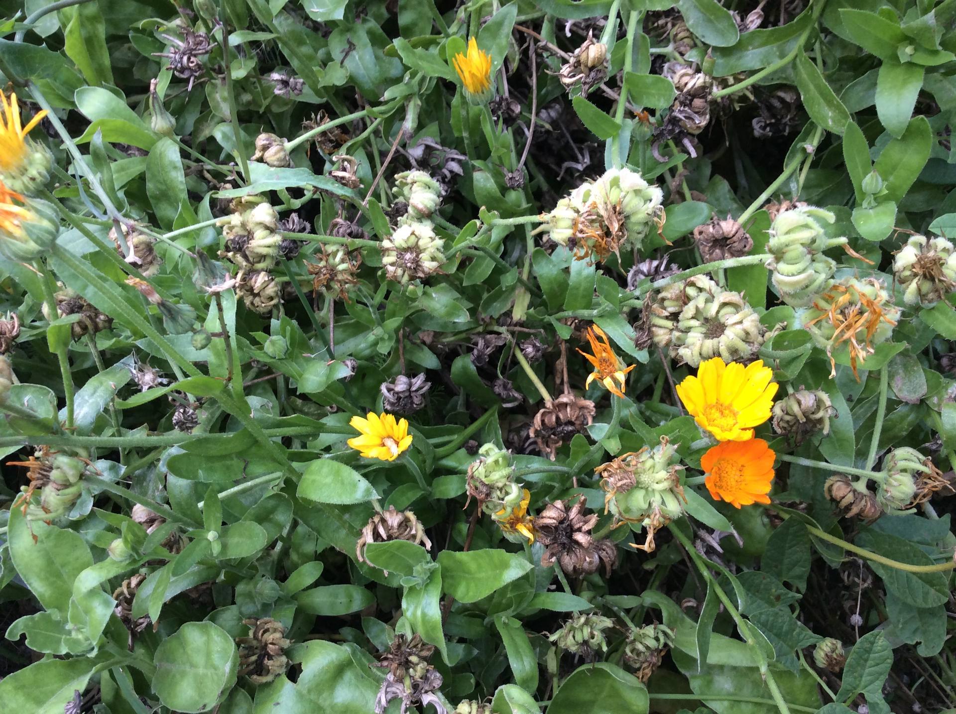 Calendula fleurs jaunes et oranges. Et graines vertes en forme de petits doigts plies
