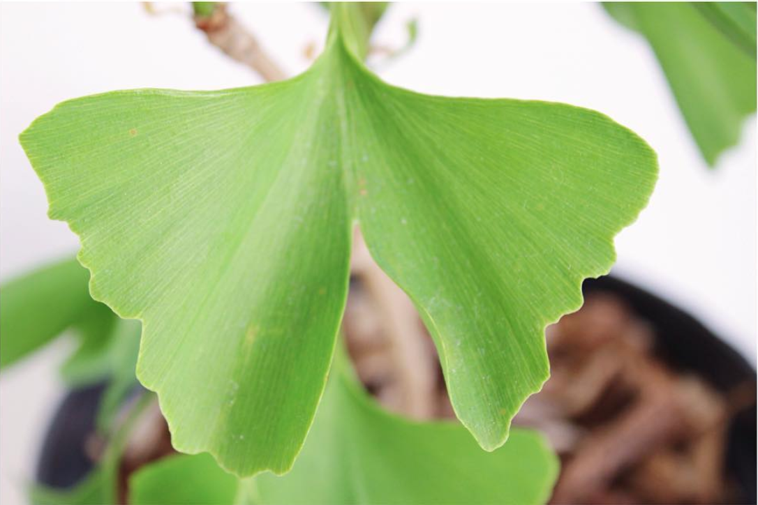 Ginkgo biloba