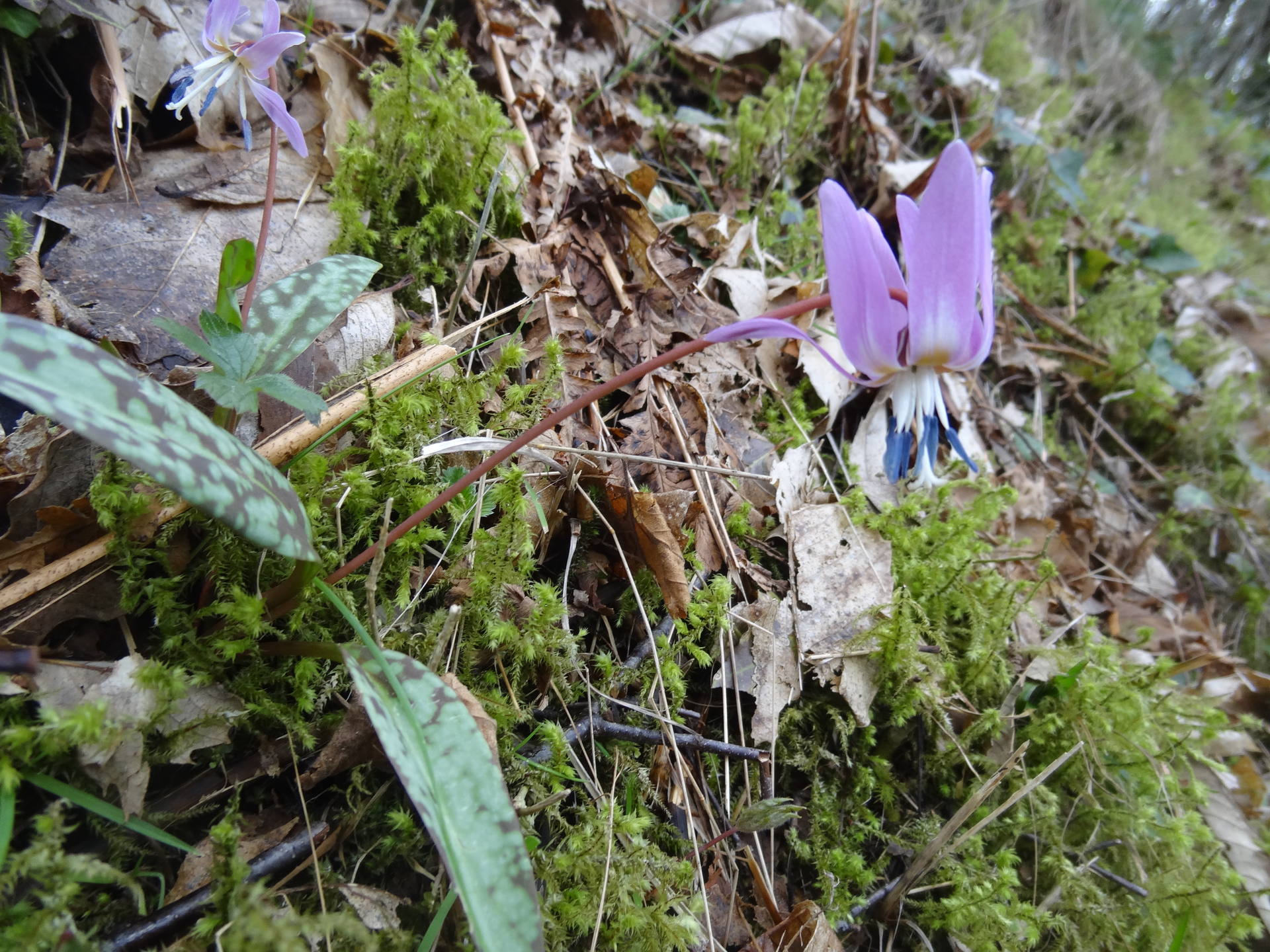 érythrone dent de chien