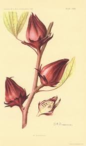 Hisbicus Sabdariffa, dont les fleurs servent de fabrication de jus de boisson au Mali appele Dableni ou bissap.
