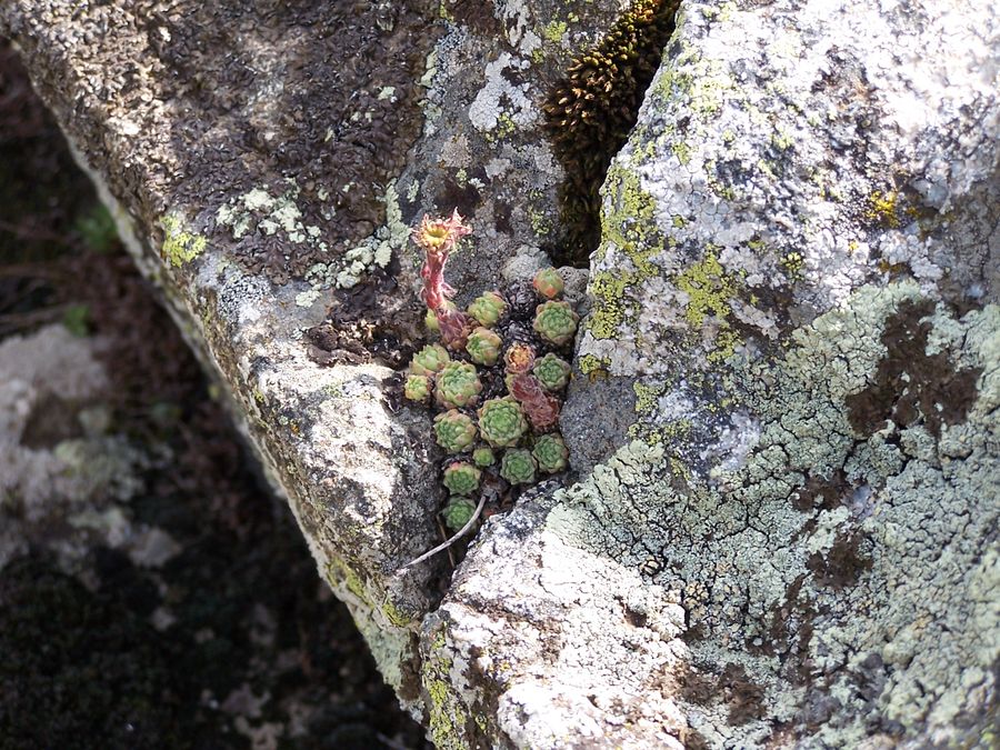 Sedum, Pyrénées