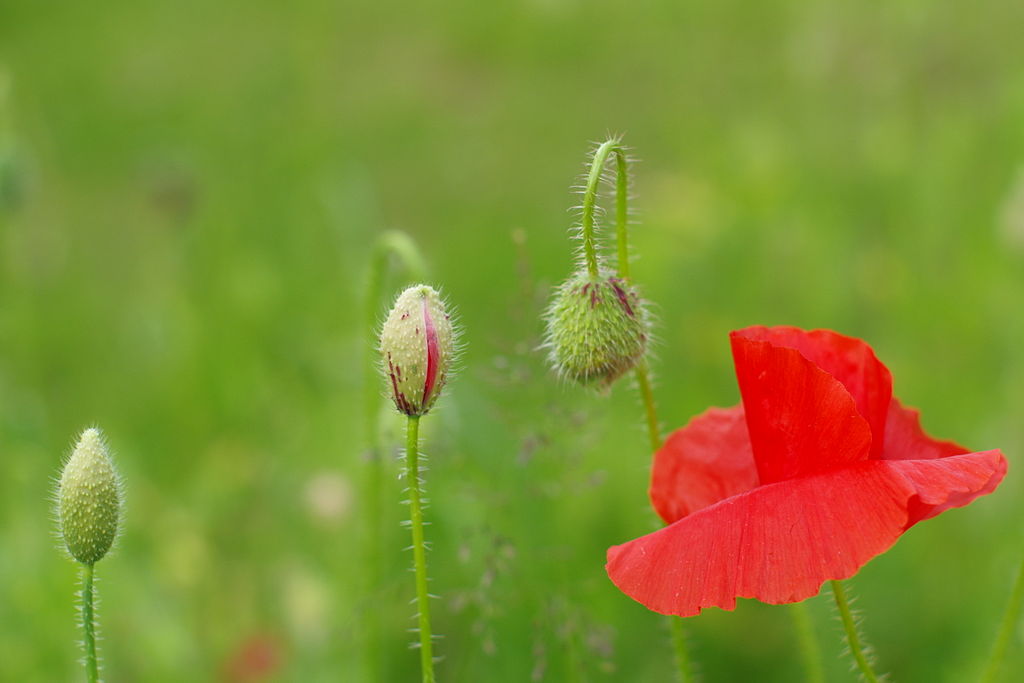 Papaver Rhoeas