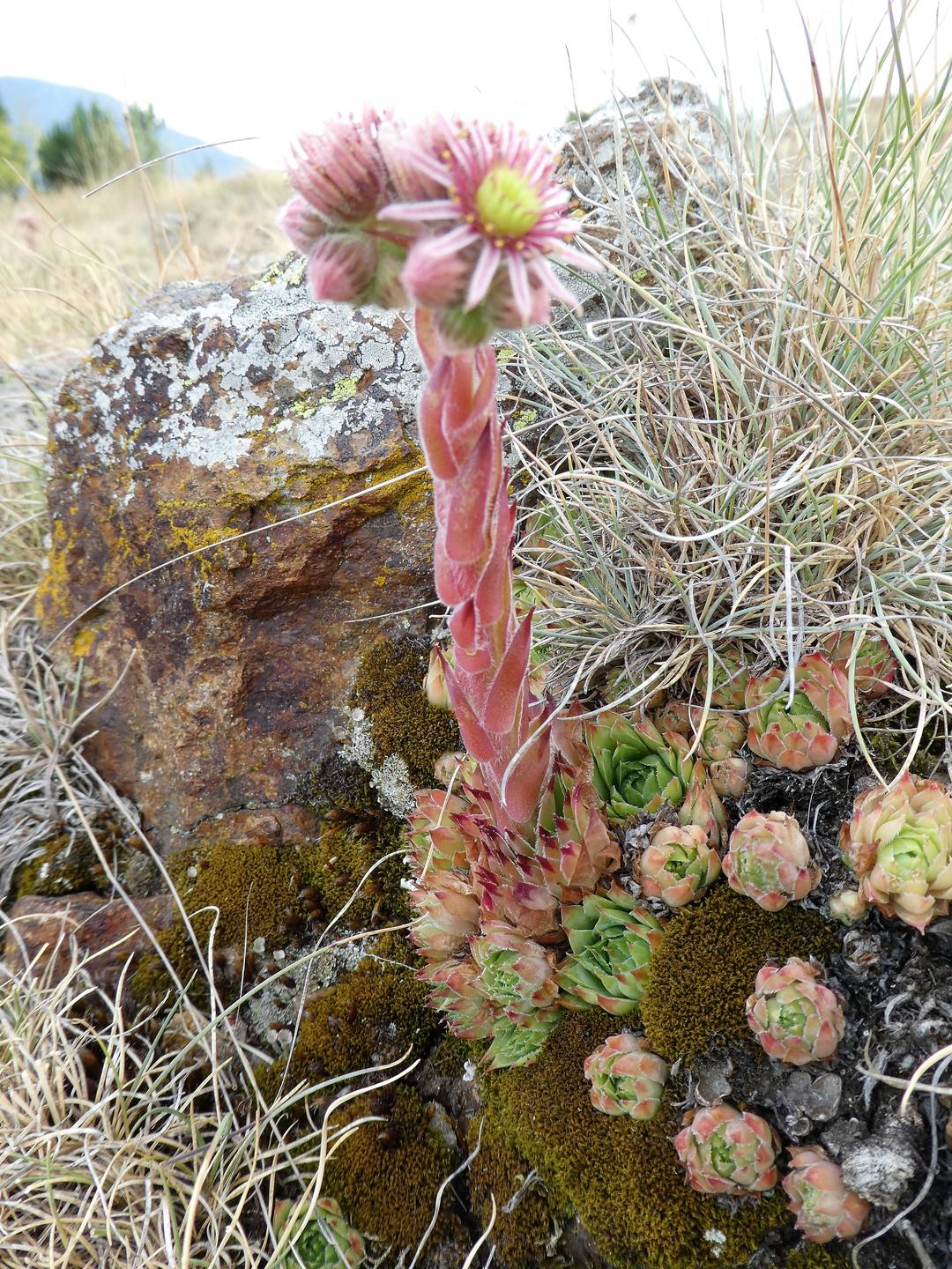 Joubarbe sur un sommet des Pyrénées
