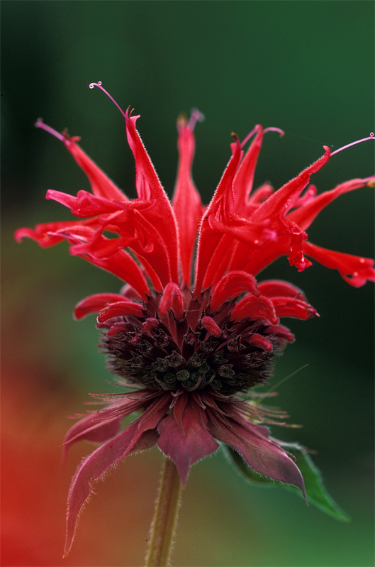 Image d'une fleur de Monarde