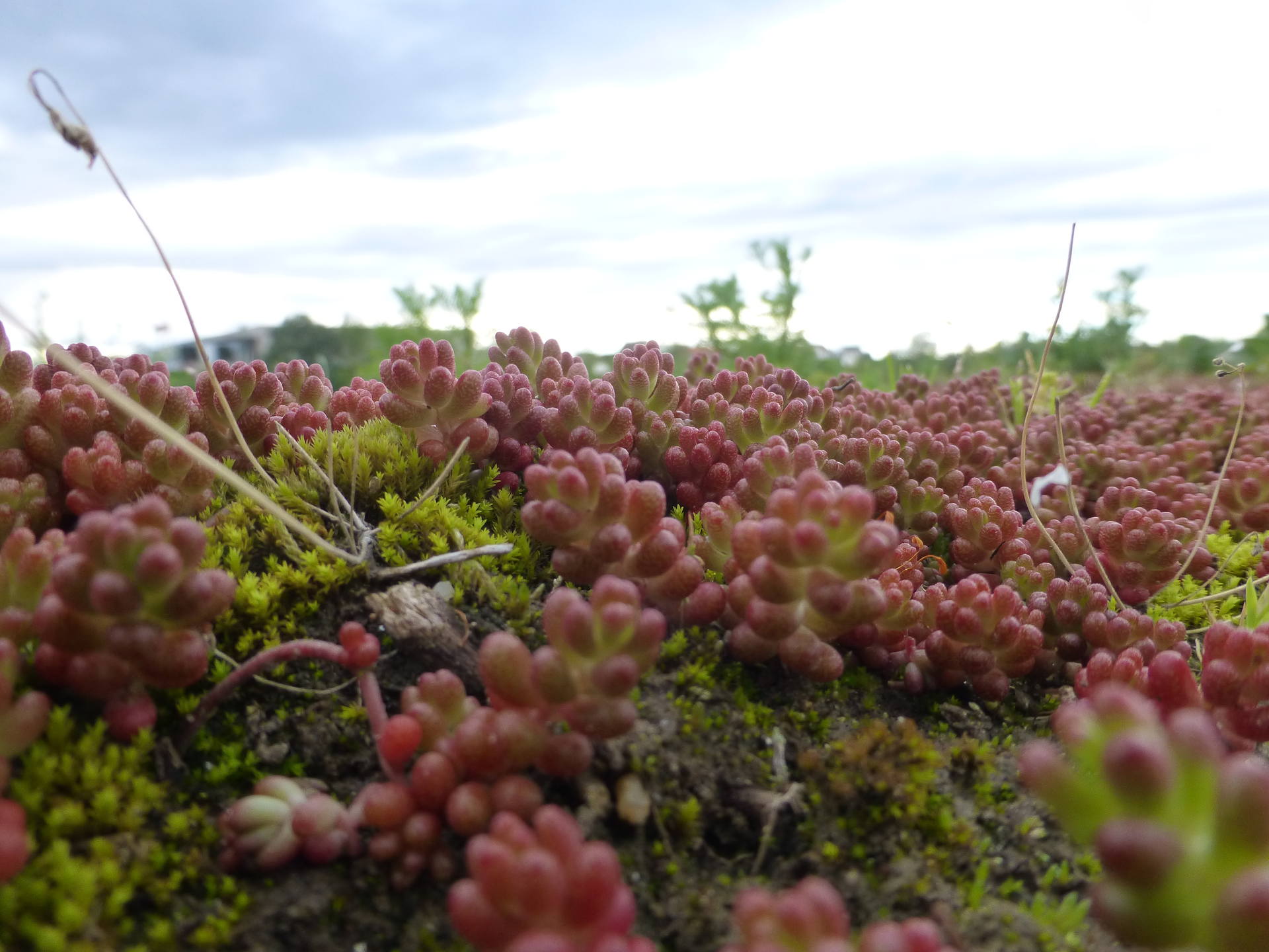 Des orpins sur une grève...