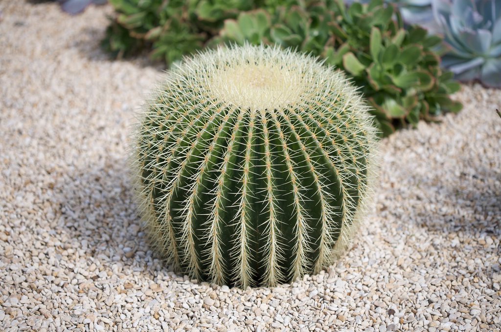 Cactus