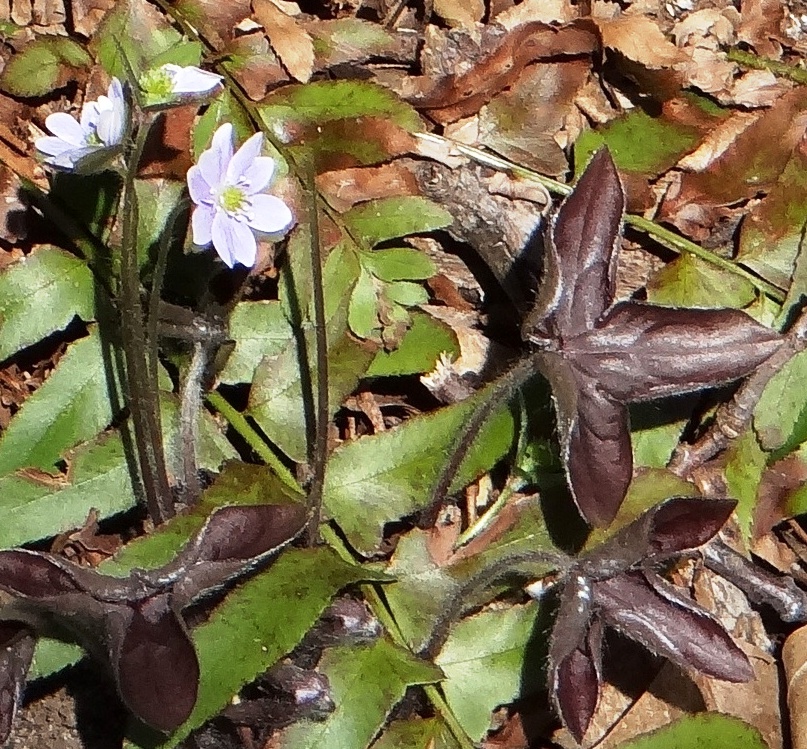 Anémone bleu en fleur dans une érablière