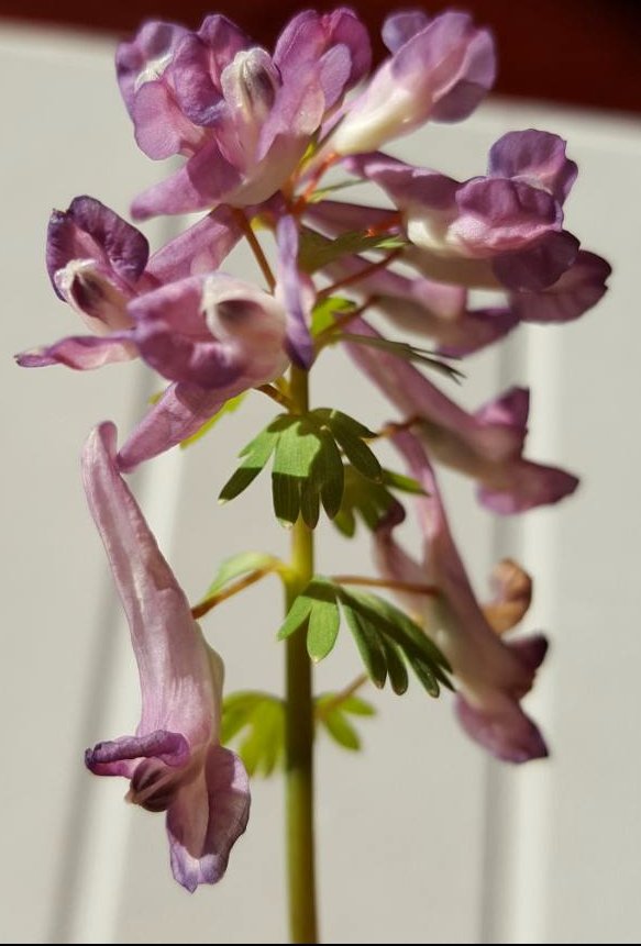 Corydalis solida