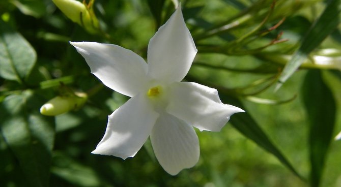 Jasmin blanc (Jasminum officinale)