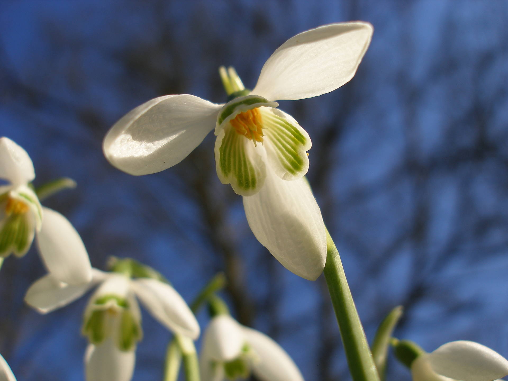 photo macro d'une perce-neige