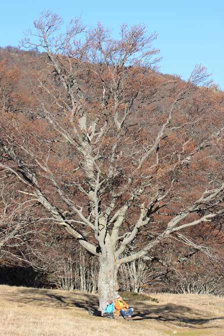 arbre solitaire, support parfait pour le repos