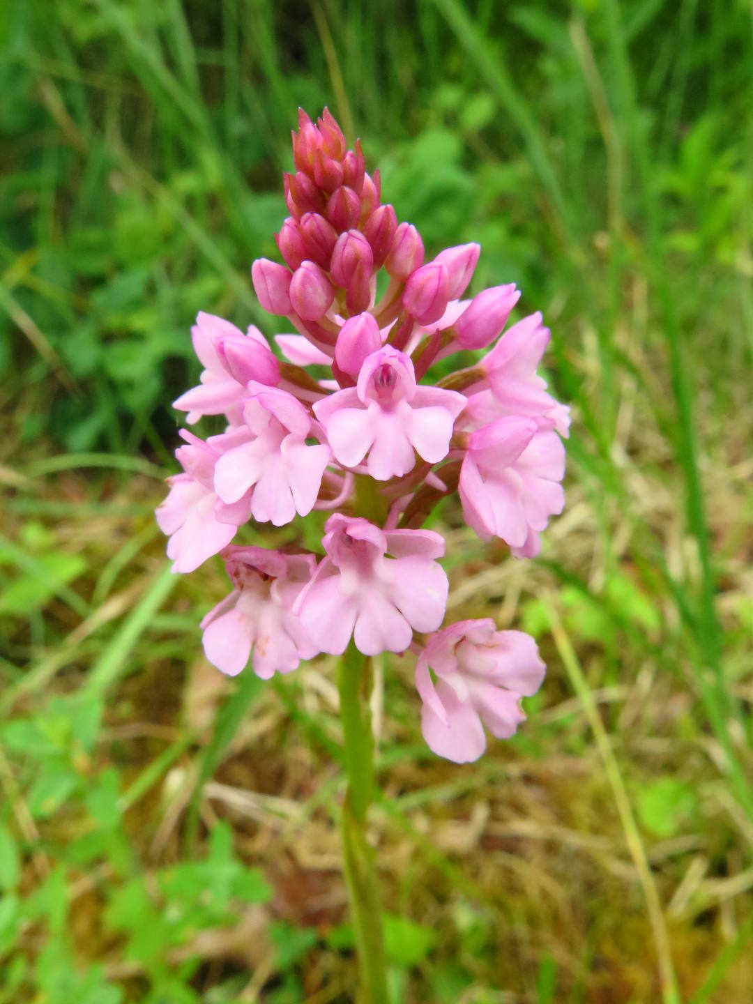 Anacamptis pyramidalis