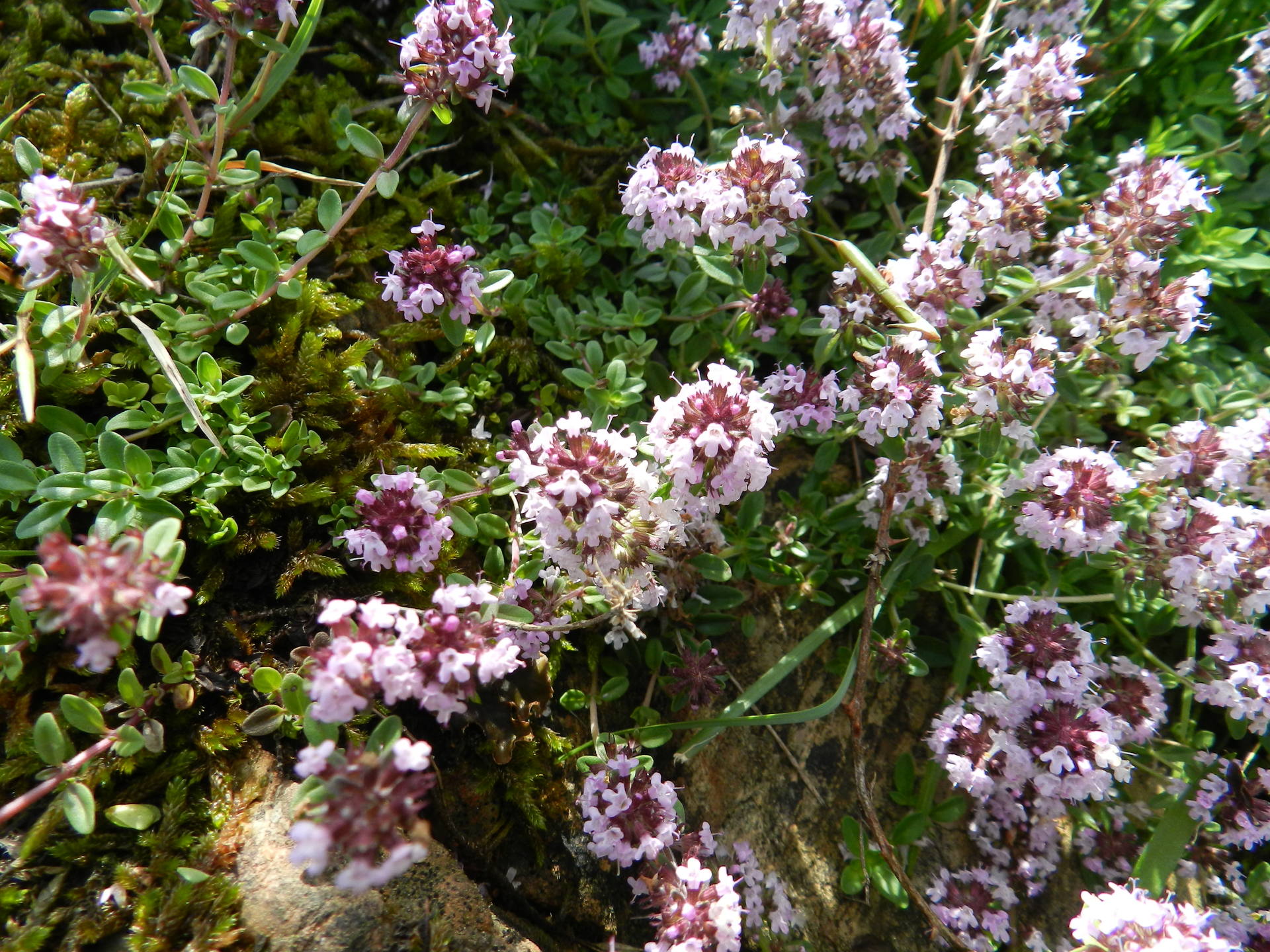 Petit pied de serpolet