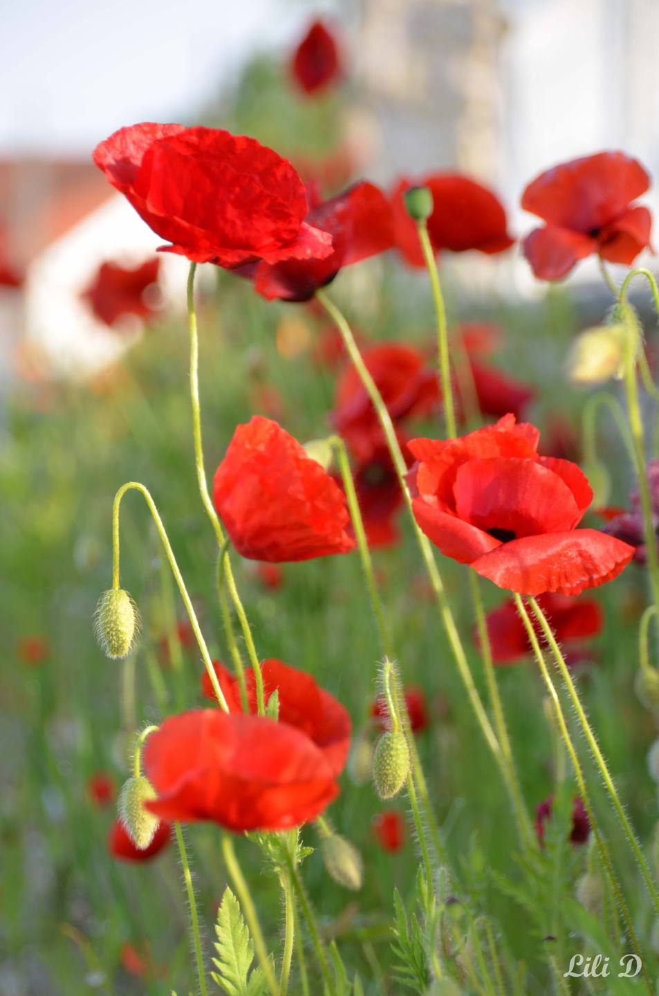 Coquelicots