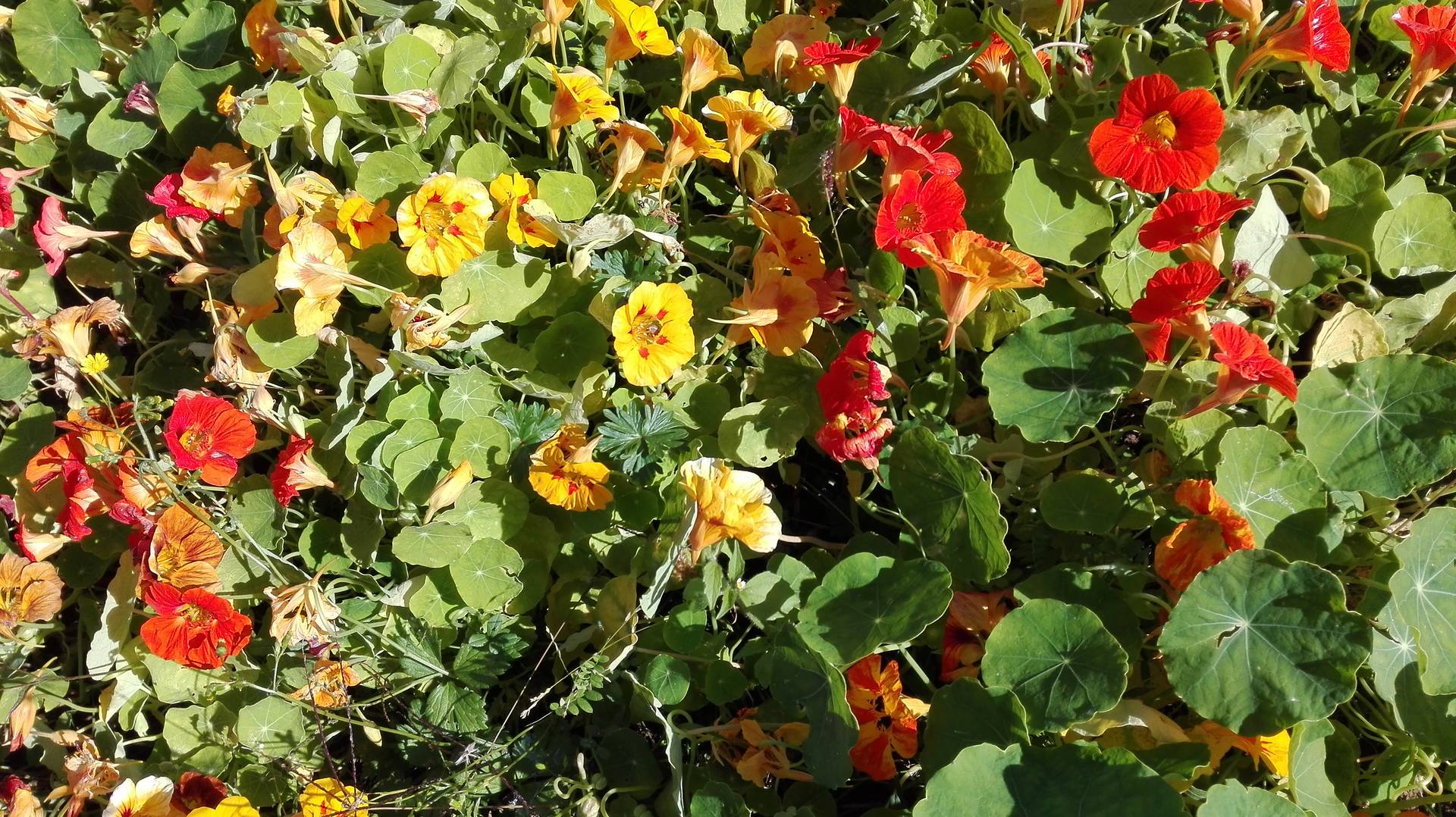 fleurs de capucines rouges et jaunes