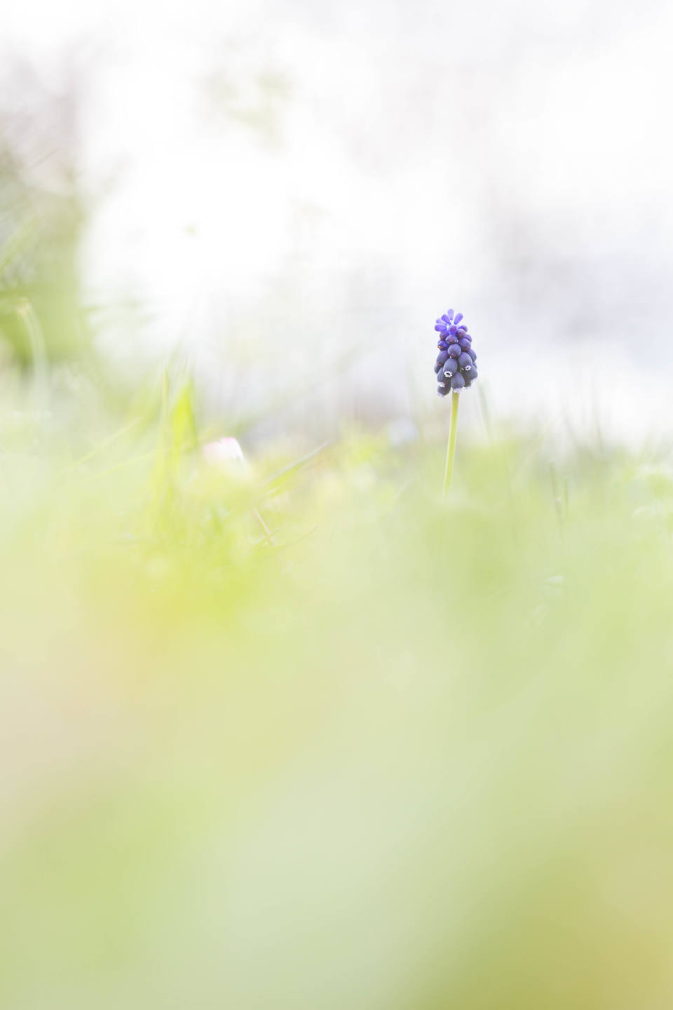 Muscari à grappe sur le campus de Paul Sabatier (Toulouse)
