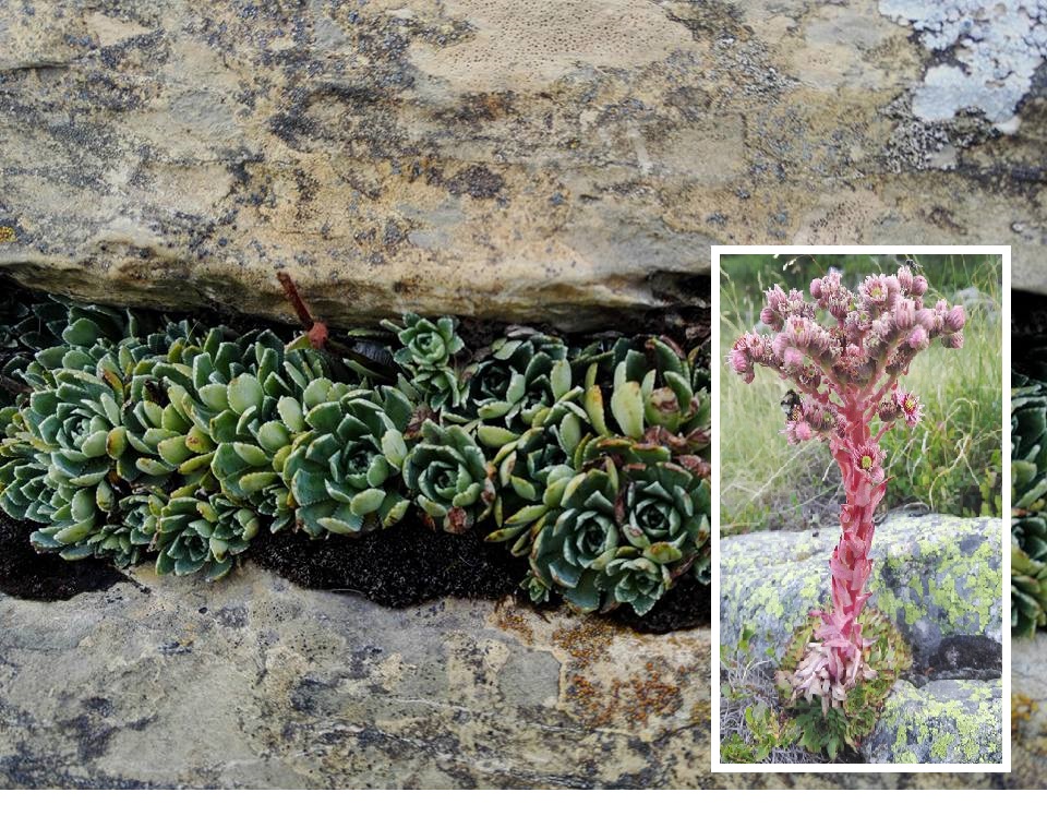 Joubarbe des montagnes, photos de C. Mian