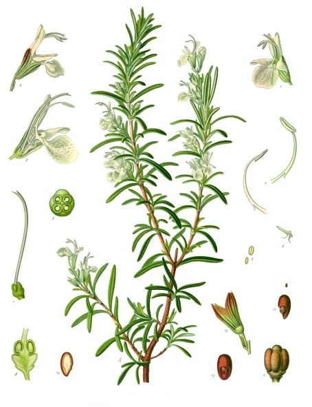 https://fr.wikipedia.org/wiki/Romarin#/media/File:Rosmarinus_officinalis_-_K%C3%B6hler%E2%80%93s_Medizinal-Pflanzen-258.jpg