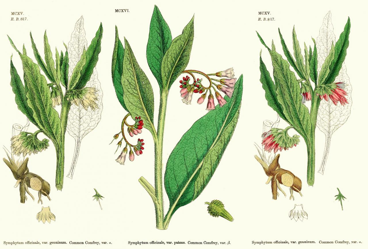 Dessin descriptif de la consoude