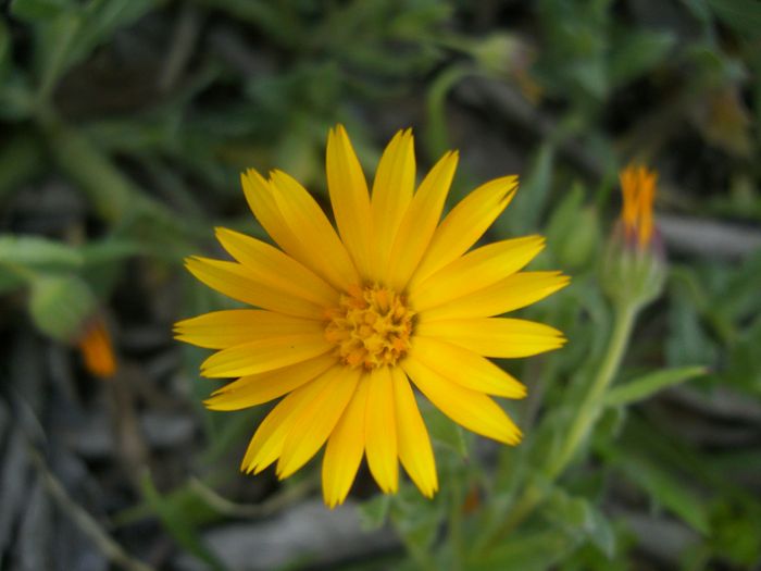 fleur de calendula arvensis