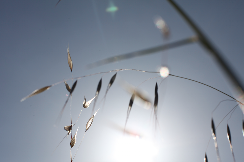 Graminée sous fond de ciel bleu à la lumière du petit matin