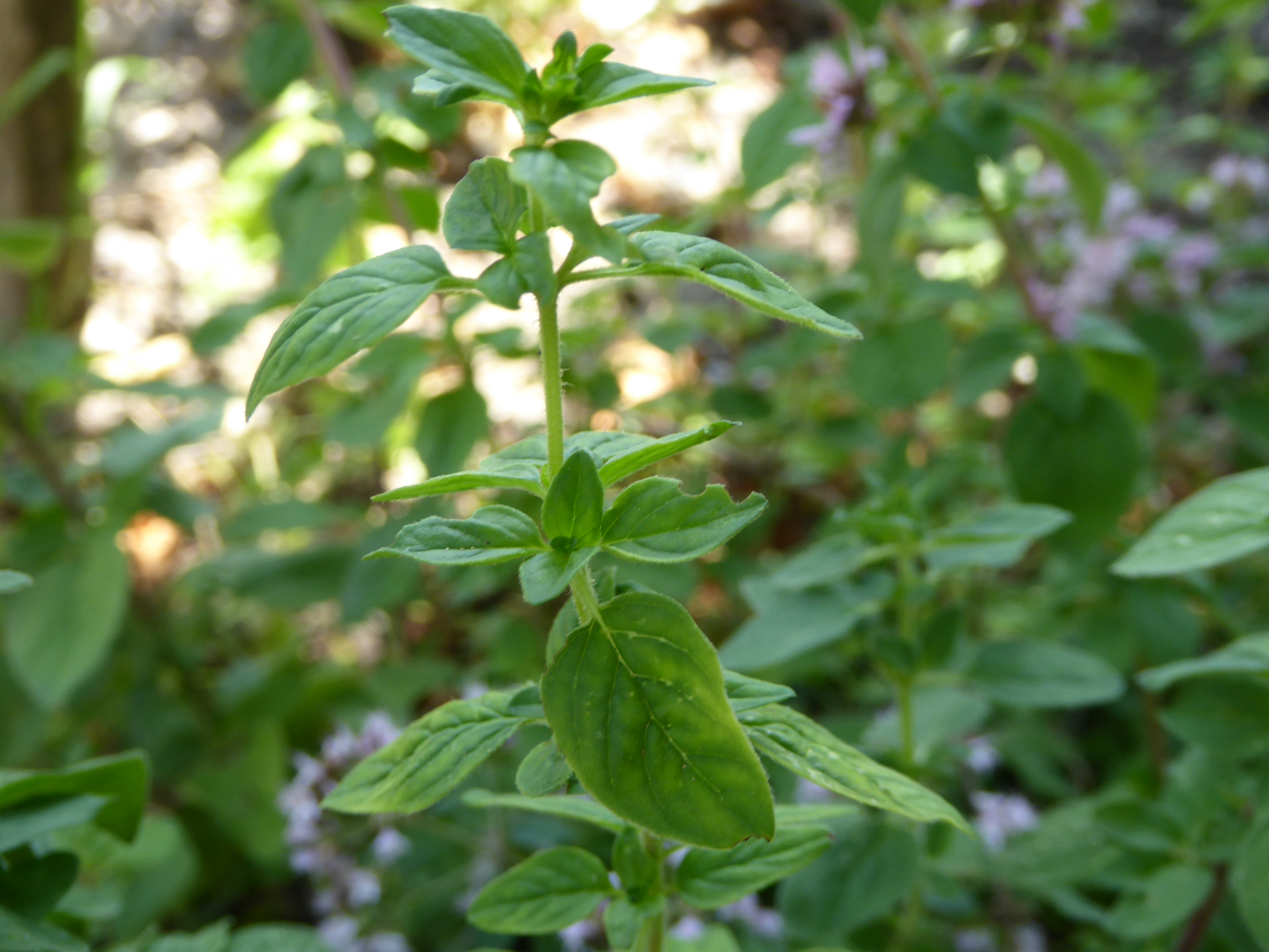 tige et feuillage de l'Origan commun