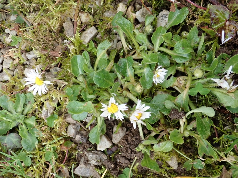 Annexe plante entière