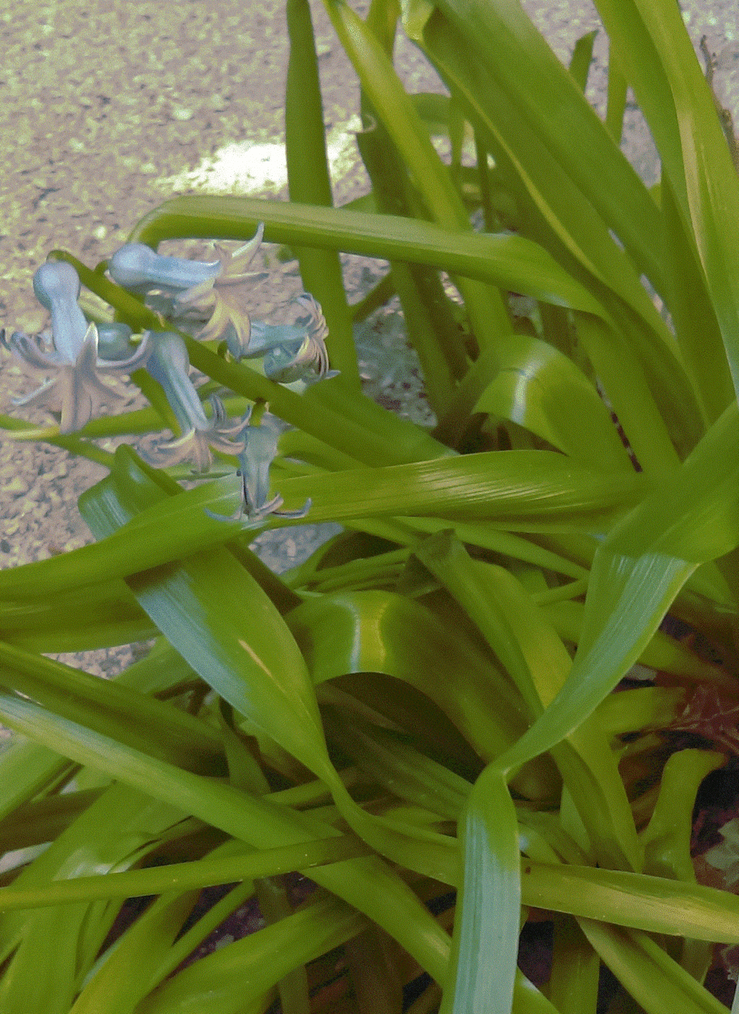 Annexe Sans titre.gif