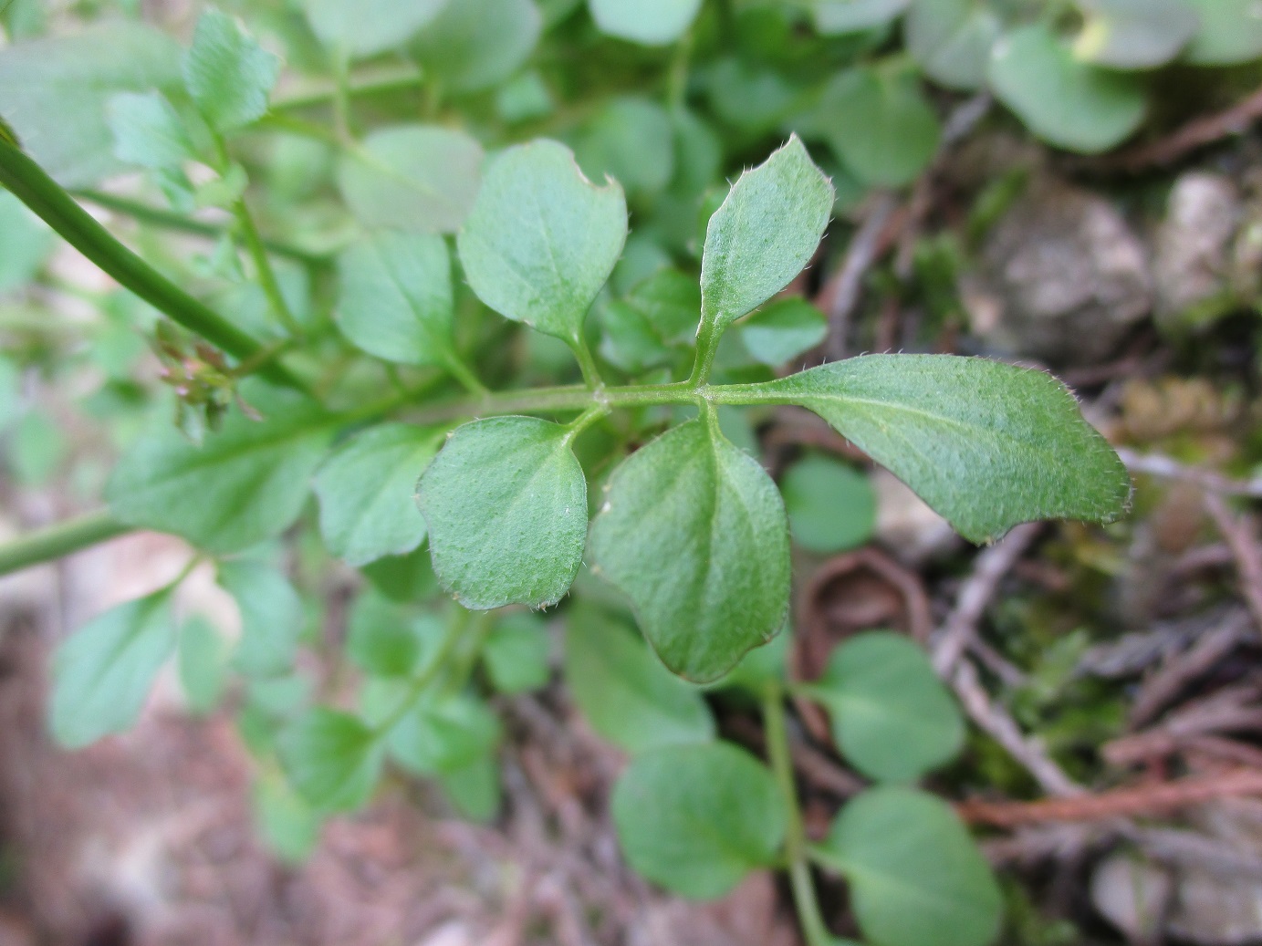 Annexe IMG_0036 1.jpg