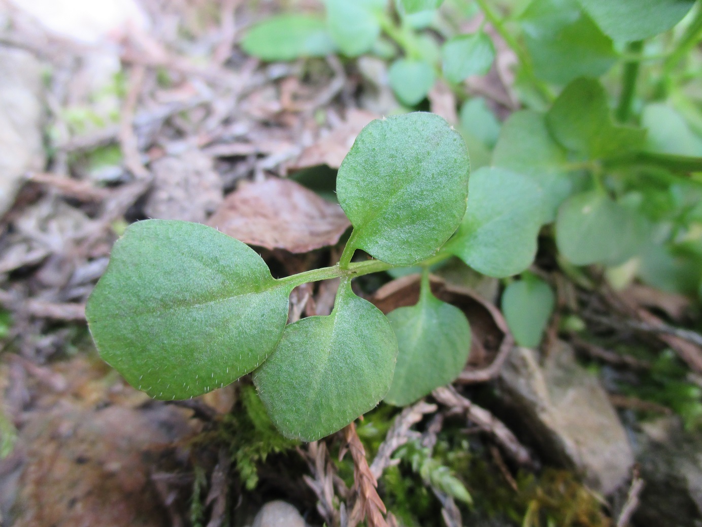 Annexe IMG_0037 1.jpg