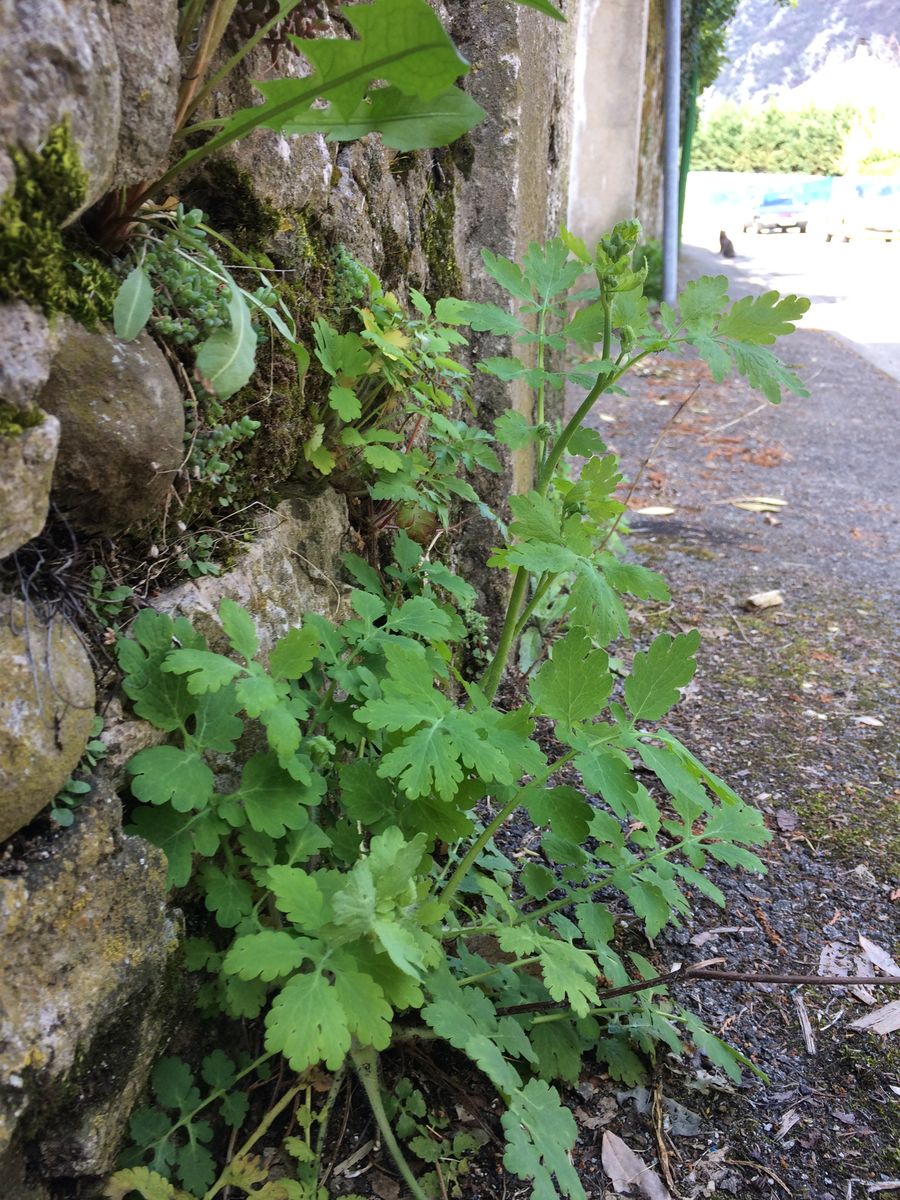 Annexe chélidoine 1.jpg