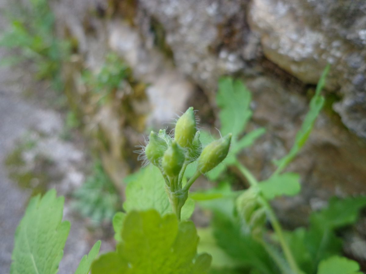 Annexe chélidoine 2.jpg