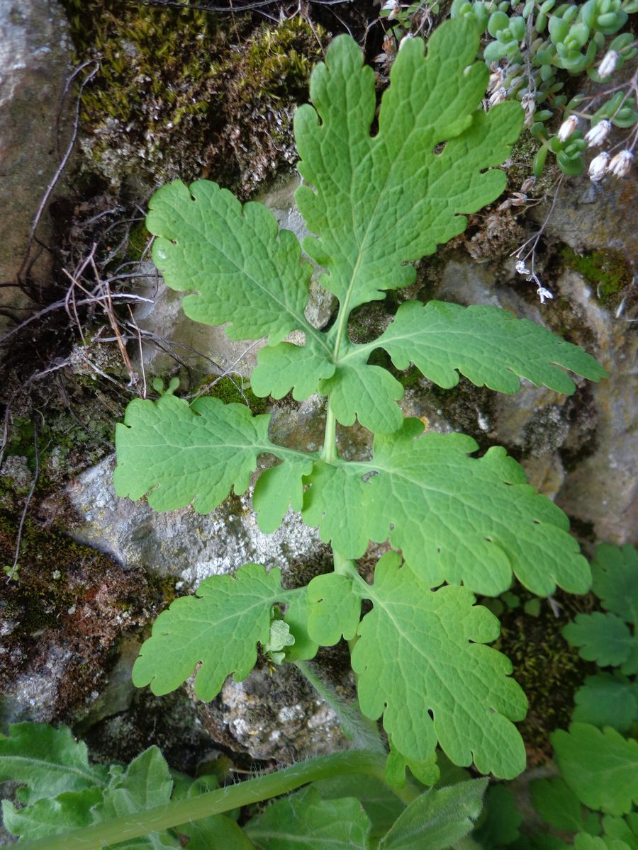 Annexe chélidoine 3.jpg