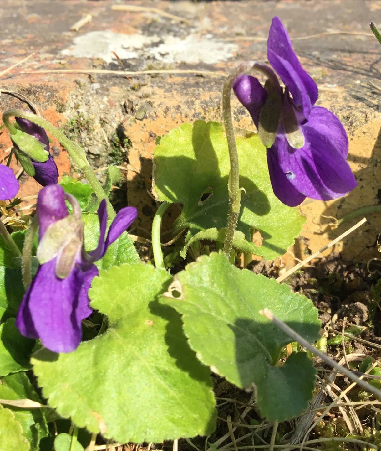 Annexe Violette entiere.jpeg