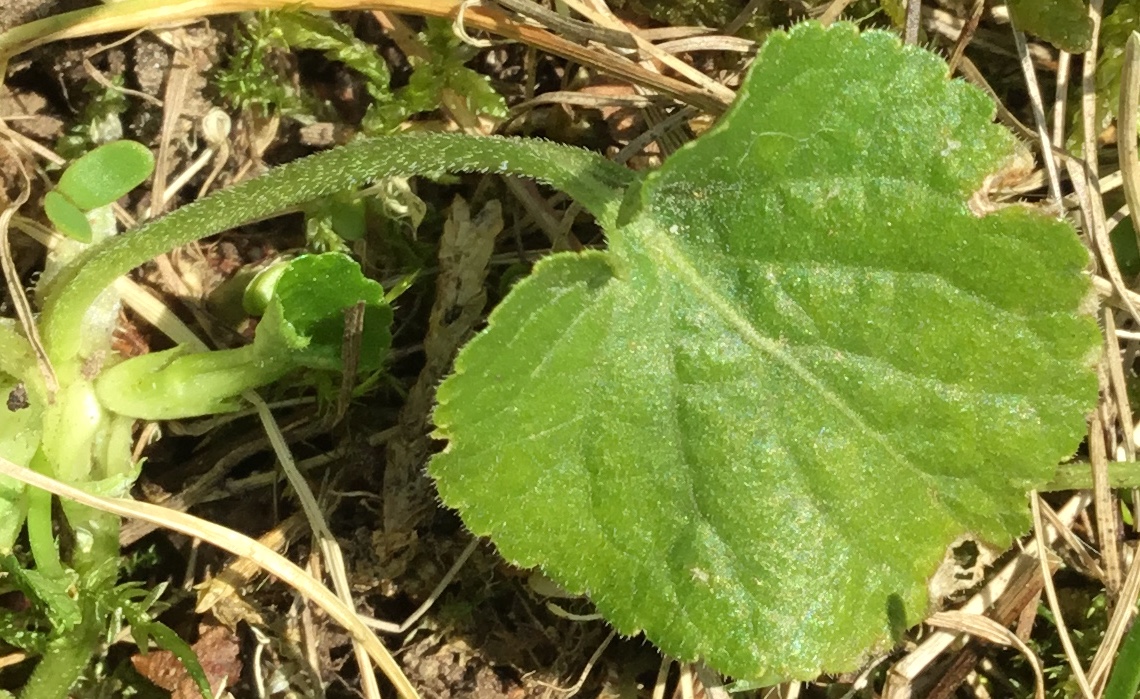 Annexe Violette feuille.jpeg