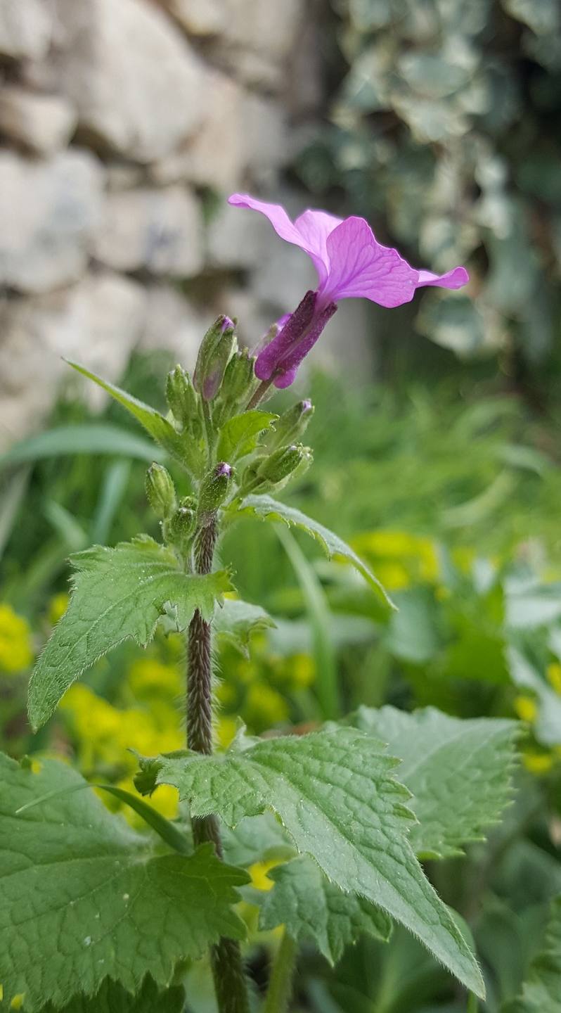 Annexe 20180326_132055.jpg