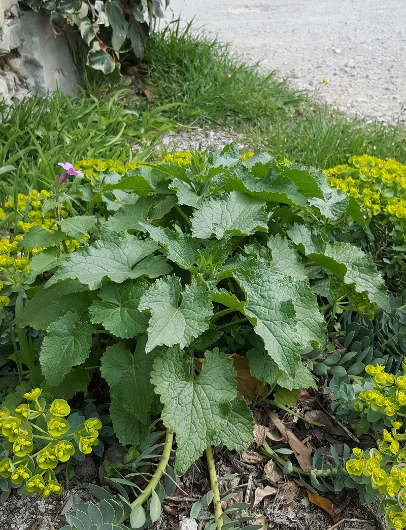 Annexe 20180326_134657.jpg