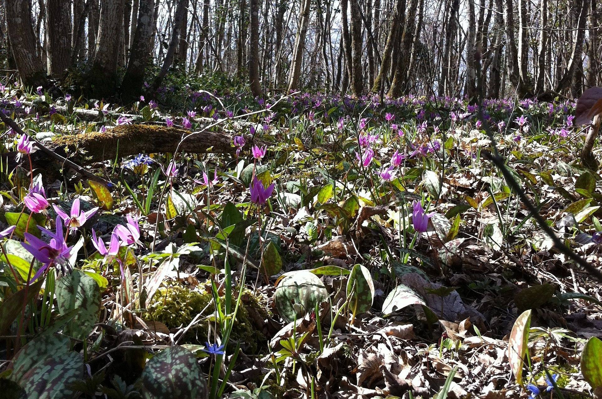 Annexe Erythronium dens-canis 1.jpg