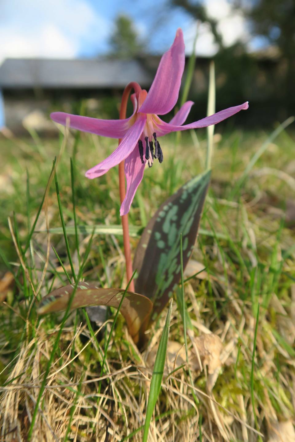 Annexe Erythronium dens-canis 2.jpg