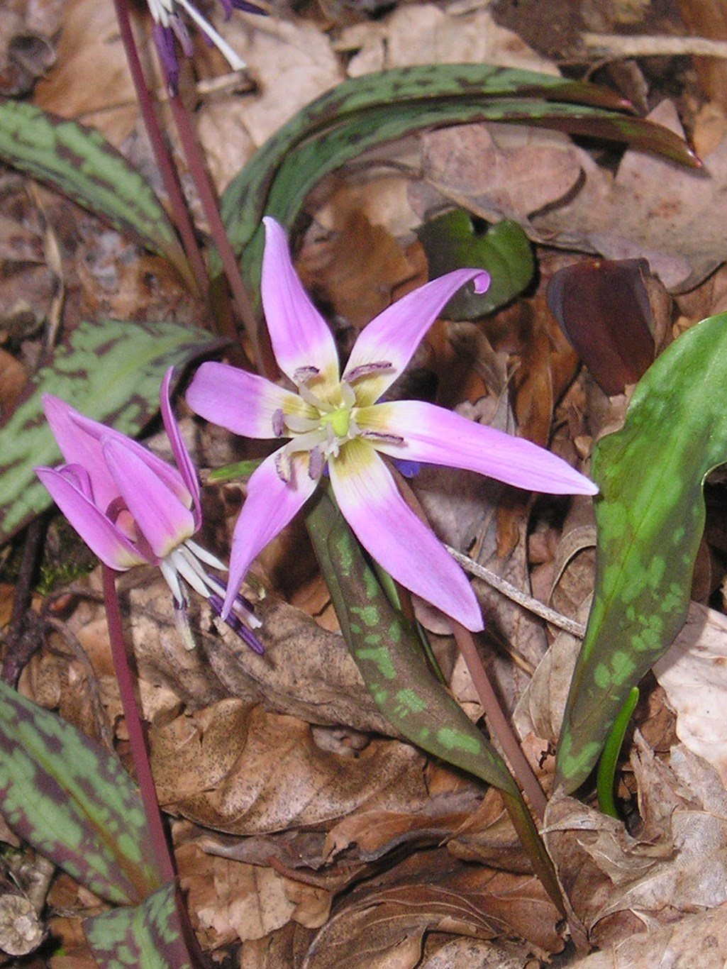 Annexe Erythronium dens-canis 3.jpg