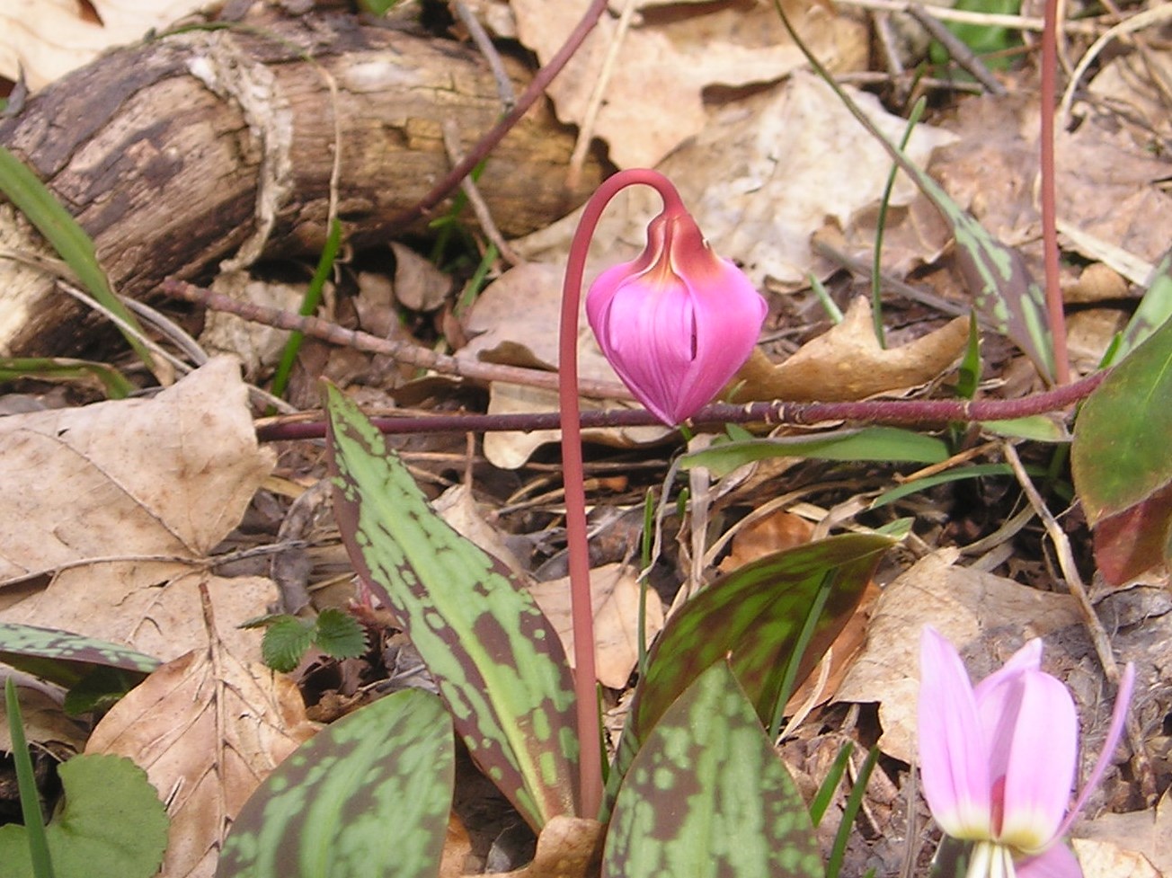 Annexe Erythronium dens-canis 1.JPG