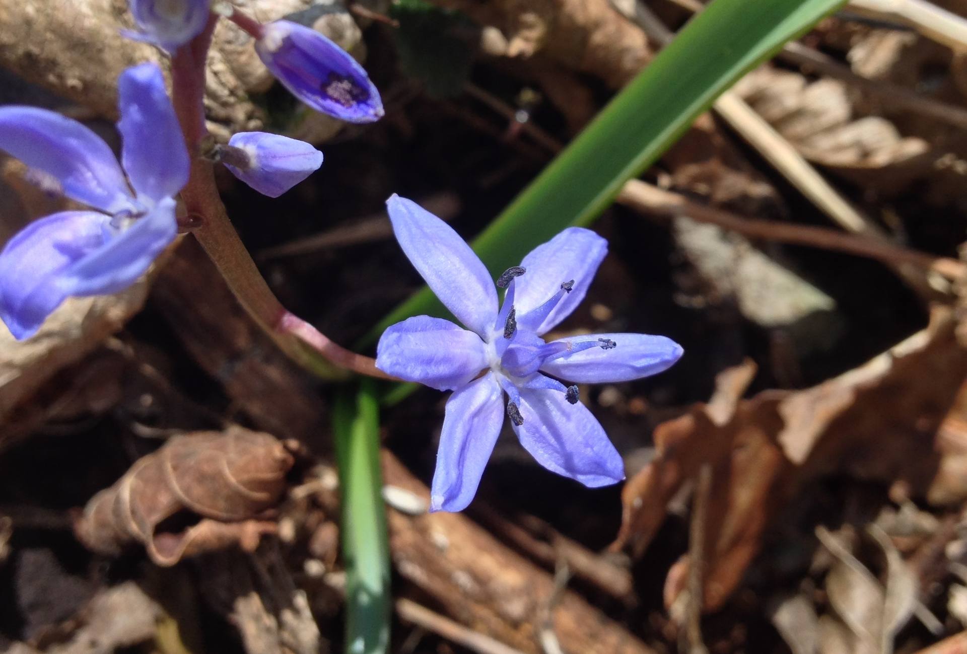 Annexe Scilla bifolia.JPG