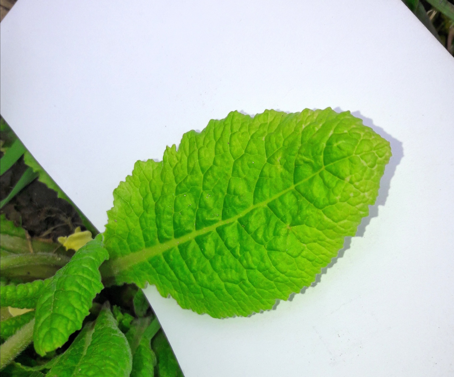 Annexe vue feuille.jpg