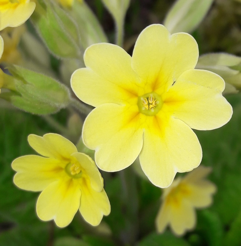 Annexe vue fleurs.jpg