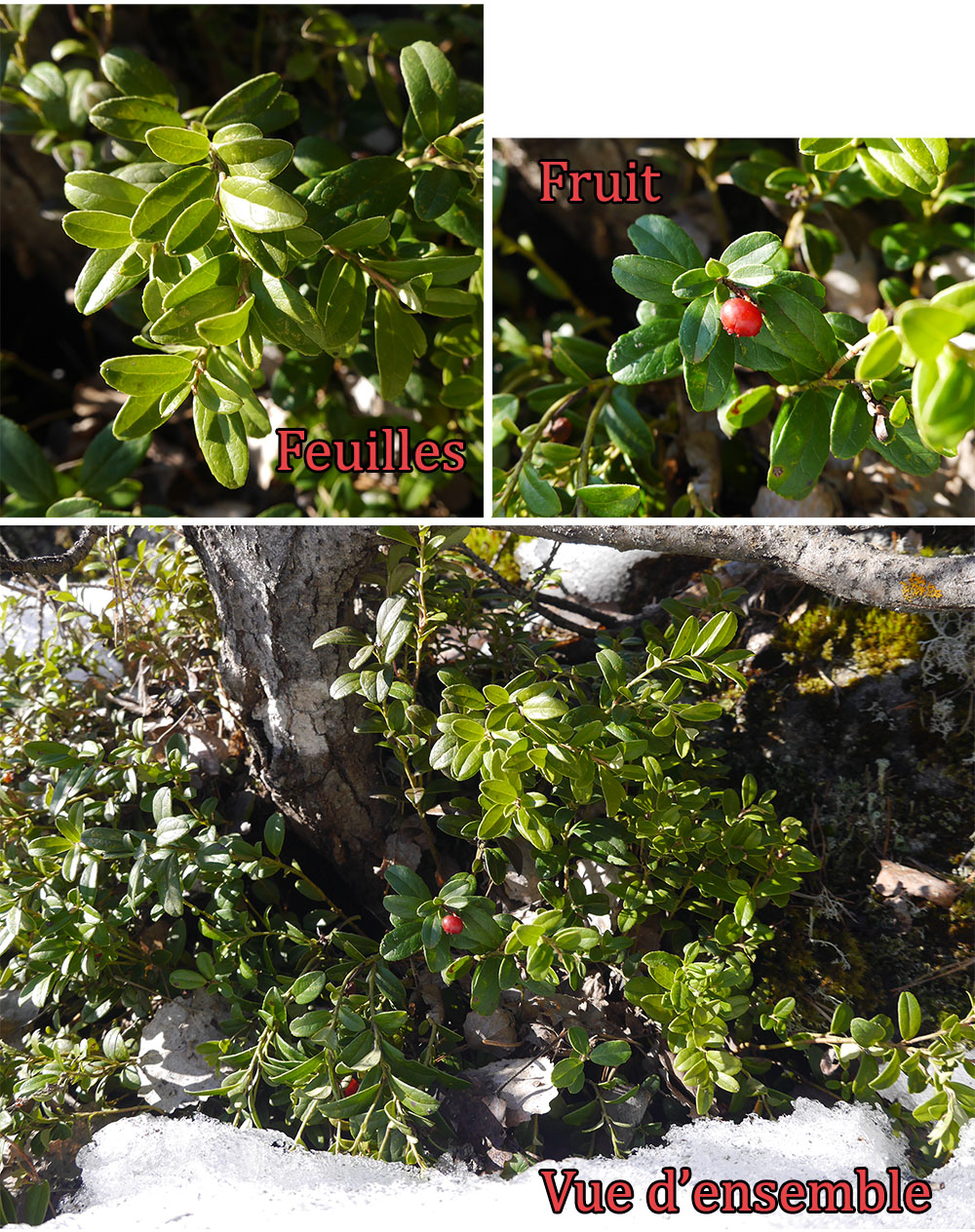 Annexe airelle_©N.A.jpg