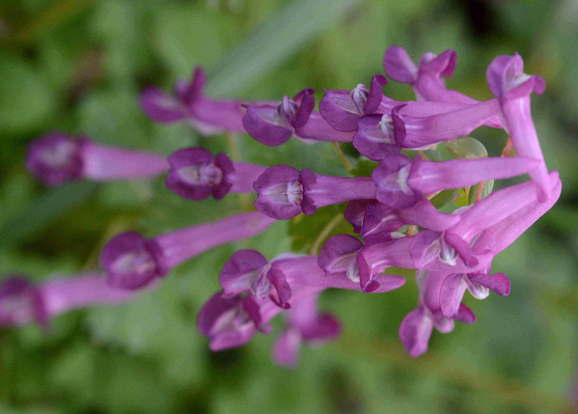 Annexe DSC_0566ret.jpg