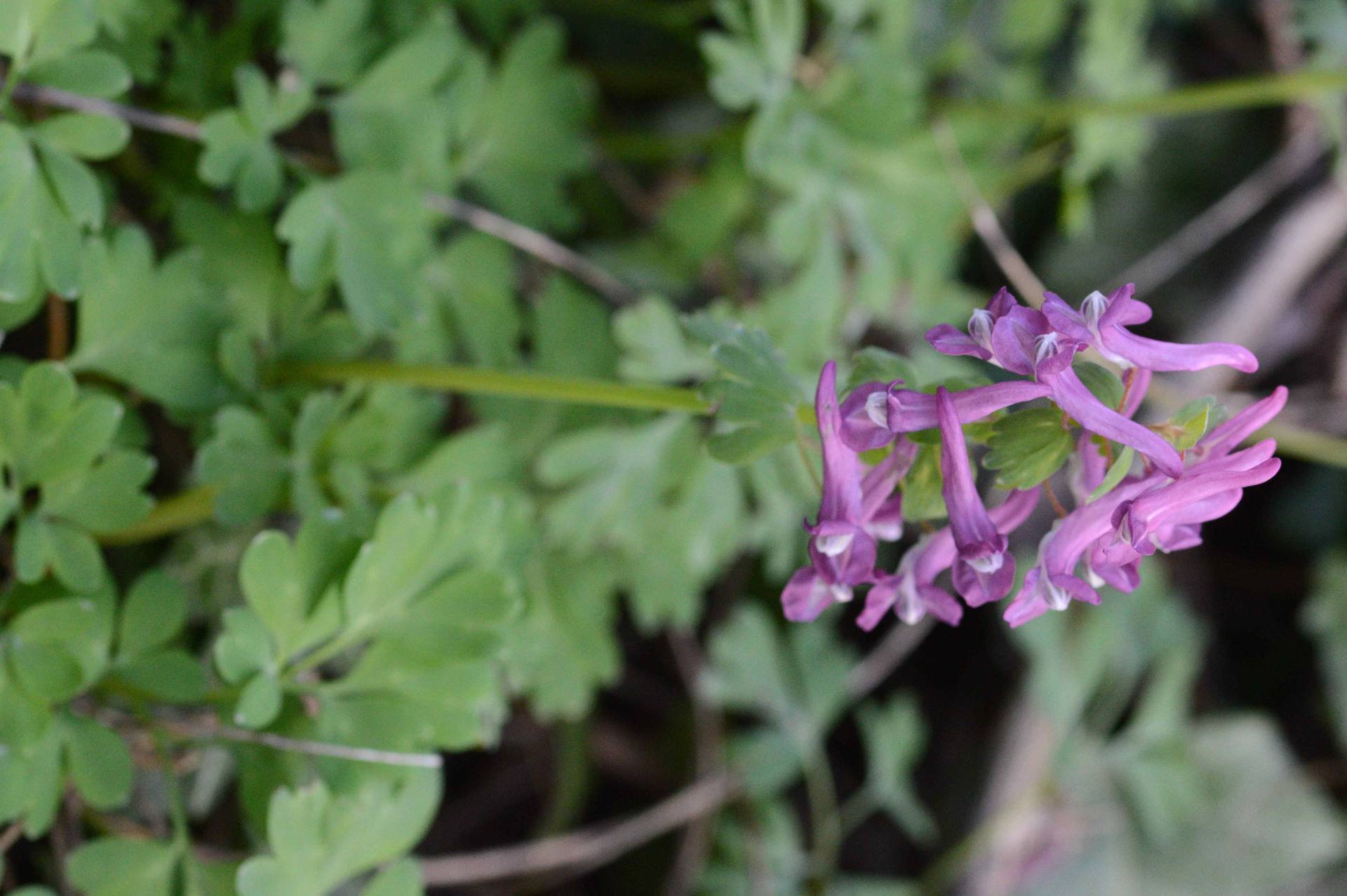 Annexe DSC_0567ret.jpg