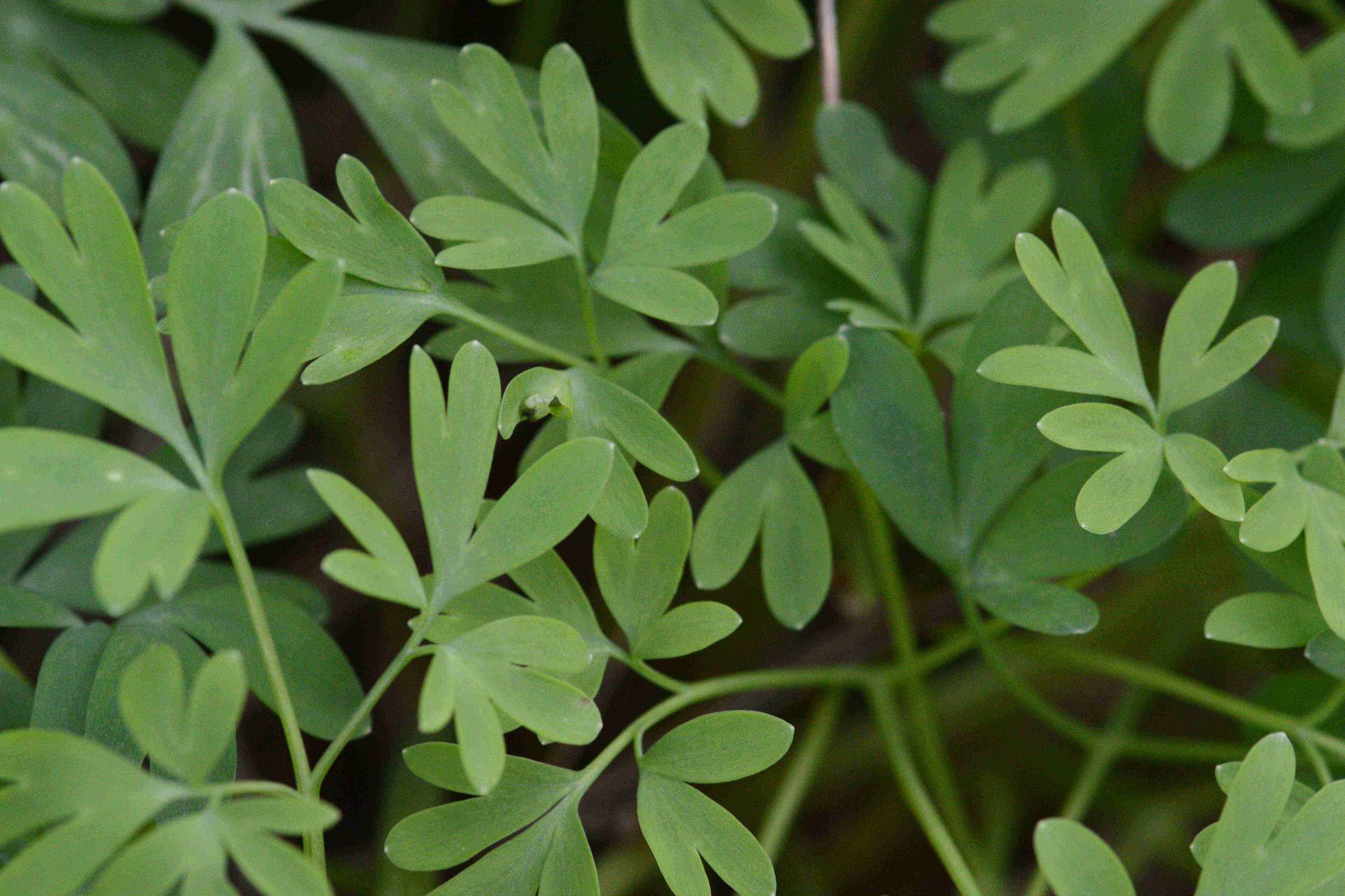 Annexe DSC_0568ret.jpg