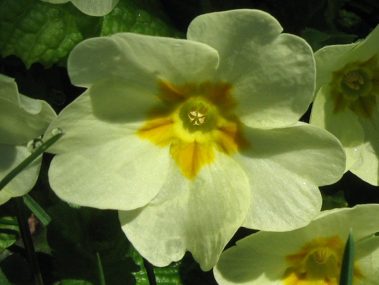 Annexe primevère acaule - brévistyle - primula acaulis - primulaceae - 1349.jpg