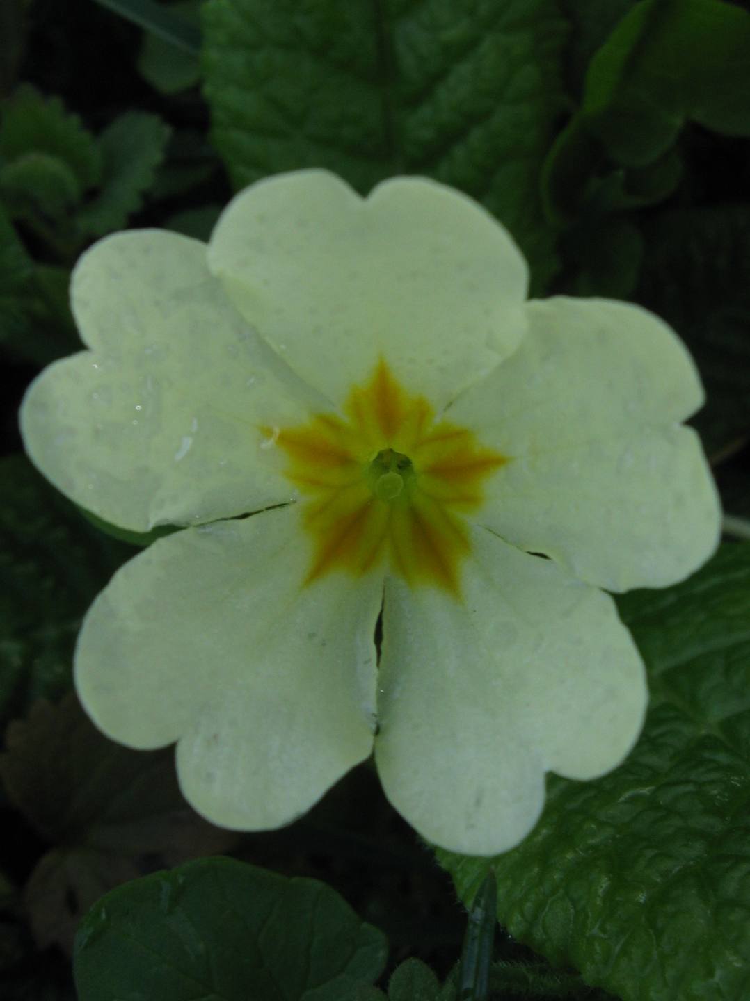 Annexe primevère acaule - longistyle - primula acaulis - primulaceae - 1349.jpg